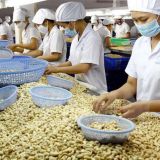 Cashew businesses lack capital to continue operation 