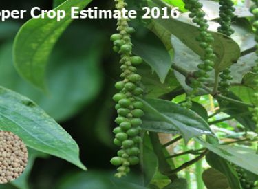 Vietnam Pepper Crop Estimate 2016